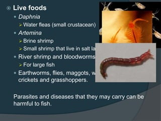  Live foods
 Daphnia
 Water fleas (small crustacean)
 Artemina
 Brine shrimp
 Small shrimp that live in salt lakes or brackish waters
 River shrimp and bloodworms
 For large fish
 Earthworms, flies, maggots, wood lice, caterpillars,
crickets and grasshoppers.
Parasites and diseases that they may carry can be
harmful to fish.
 