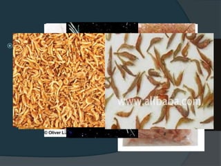  Freeze-dried and Frozen foods
 Safe form
○ Mysis shrimp
○ Pacific shrimp
○ Tubifex worms
○ Krill
○ Plankton
 