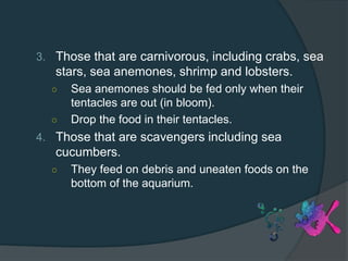 3. Those that are carnivorous, including crabs, sea
stars, sea anemones, shrimp and lobsters.
○ Sea anemones should be fed only when their
tentacles are out (in bloom).
○ Drop the food in their tentacles.
4. Those that are scavengers including sea
cucumbers.
○ They feed on debris and uneaten foods on the
bottom of the aquarium.
 