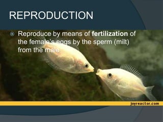 REPRODUCTION
 Reproduce by means of fertilization of
the female’s eggs by the sperm (milt)
from the male
 