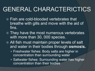 GENERAL CHARACTERICTICS
 Fish are cold-blooded vertebrates that
breathe with gills and move with the aid of
fins.
 They have the most numerous vertebrates
with more than 30, 000 species.
 All fish must maintain proper levels of salt
and water in their bodies through osmosis.
 Freshwater fishes: Body salts are higher in
concentration than surrounding water
 Saltwater fishes: Surrounding water has higher
concentration than their bodies
 