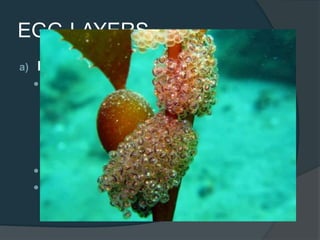 EGG-LAYERS
a) Egg-Scatterers
 Fish that lay their eggs in a haphazard
manner on the floor of an aquarium
○ Some species lay adhesive eggs that stick
to the gravel on the aquarium floor/on
decorations and plant materials.
○ Other species lay nonadhesive eggs
 No parental care of the egg/young
 Once the egg is laid, they are forgotten
 