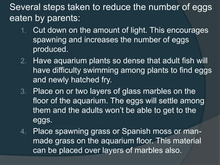 Several steps taken to reduce the number of eggs
eaten by parents:
1. Cut down on the amount of light. This encourages
spawning and increases the number of eggs
produced.
2. Have aquarium plants so dense that adult fish will
have difficulty swimming among plants to find eggs
and newly hatched fry.
3. Place on or two layers of glass marbles on the
floor of the aquarium. The eggs will settle among
them and the adults won’t be able to get to the
eggs.
4. Place spawning grass or Spanish moss or man-
made grass on the aquarium floor. This material
can be placed over layers of marbles also.
 