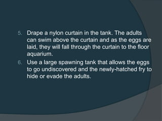 5. Drape a nylon curtain in the tank. The adults
can swim above the curtain and as the eggs are
laid, they will fall through the curtain to the floor
aquarium.
6. Use a large spawning tank that allows the eggs
to go undiscovered and the newly-hatched fry to
hide or evade the adults.
 