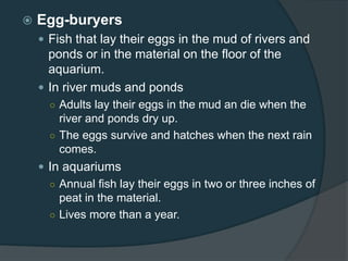  Egg-buryers
 Fish that lay their eggs in the mud of rivers and
ponds or in the material on the floor of the
aquarium.
 In river muds and ponds
○ Adults lay their eggs in the mud an die when the
river and ponds dry up.
○ The eggs survive and hatches when the next rain
comes.
 In aquariums
○ Annual fish lay their eggs in two or three inches of
peat in the material.
○ Lives more than a year.
 