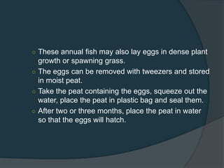 ○ These annual fish may also lay eggs in dense plant
growth or spawning grass.
○ The eggs can be removed with tweezers and stored
in moist peat.
○ Take the peat containing the eggs, squeeze out the
water, place the peat in plastic bag and seal them.
○ After two or three months, place the peat in water
so that the eggs will hatch.
 