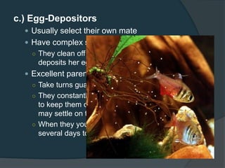 c.) Egg-Depositors
 Usually select their own mate
 Have complex spawning routines
○ They clean off a nesting site where the female
deposits her eggs and the male fertilizes them.
 Excellent parents
○ Take turns guarding the nest
○ They constantly fan the nest and eggs with their fins
to keep them clean from dirt or silt and dust that
may settle on them.
○ When they young fry hatch, they keep watch for
several days to protect them from predators.
 