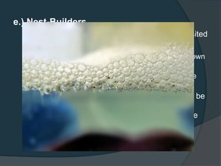 e.) Nest-Builders
 Constructs a nest in which the eggs are deposited
 Nest can be:
○ Bubble nest on the surface made from saliva-blown
bubbles
○ Prepared from materials found on the floor of the
aquarium.
 After the eggs are fertilized, the female should be
removed because the male will become
aggressive towards her and he then guards the
nest.
 