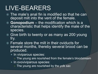 LIVE-BEARERS
 The male’s anal fin is modified so that he can
deposit milt into the vent of the female.
 Gonopodium – the modification which is a
characteristic that helps identify the male of the
species.
 Give birth to twenty or as many as 200 young
fry.
 Female store the milt in their oviducts for
several months, thereby several brood can be
produced.
 In viviparous species:
○ The young are nourished from the female’s bloodstream
 In ovoviviparous species:
○ The young are nourished by the yolk sac
 