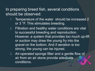 In preparing breed fish, several conditions
should be observed:
1. Temperature of the water should be increased 2
or 3 °F. This stimulates breeding.
2. Filtration and healthy water conditions are vital
to successful breeding and reproduction.
However, a system that provides too much up-lift
or suction may draw the young fry into the
gravel on the bottom. And if aeration is too
strong, the young can be injured.
3. Air-operated sponge filter and a gentle flow of
air from an air stone provide adequate
conditions.
 