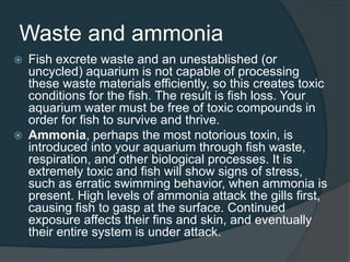 Waste and ammonia
 Fish excrete waste and an unestablished (or
uncycled) aquarium is not capable of processing
these waste materials efficiently, so this creates toxic
conditions for the fish. The result is fish loss. Your
aquarium water must be free of toxic compounds in
order for fish to survive and thrive.
 Ammonia, perhaps the most notorious toxin, is
introduced into your aquarium through fish waste,
respiration, and other biological processes. It is
extremely toxic and fish will show signs of stress,
such as erratic swimming behavior, when ammonia is
present. High levels of ammonia attack the gills first,
causing fish to gasp at the surface. Continued
exposure affects their fins and skin, and eventually
their entire system is under attack.
 
