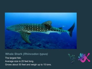 Whale Shark (Rhincodon typus)
The largest fish.
Average size is 25 feet long.
Grows about 50 feet and weigh up to 15 tons.
 