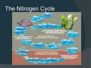 The Nitrogen Cycle
 