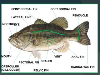 EXTERNAL ANATOMY
EYE
MOUTH
OPERCULUM
(GILL COVER)
PECTORAL FIN
ANAL FIN
PELVIC FIN
LATERAL LINE
SOFT DORSAL FIN
CAUDAL/TAIL FIN
SPINY DORSAL FIN
SCALES
VENT
NOSTRILS
PENDUCLE
 