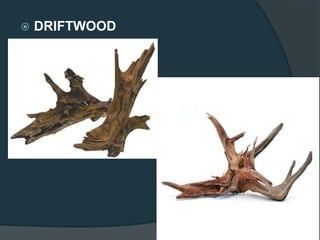  DRIFTWOOD
 