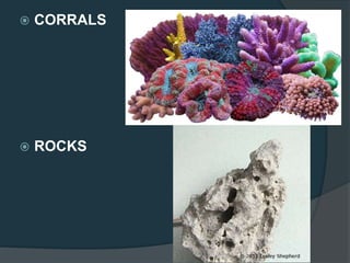  CORRALS
 ROCKS
 