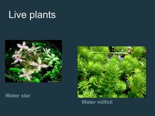 Water star
Water milfoil
Live plants
 