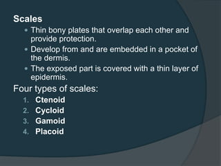Scales
 Thin bony plates that overlap each other and
provide protection.
 Develop from and are embedded in a pocket of
the dermis.
 The exposed part is covered with a thin layer of
epidermis.
Four types of scales:
1. Ctenoid
2. Cycloid
3. Gamoid
4. Placoid
 