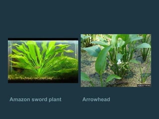 Amazon sword plant Arrowhead
 