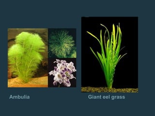 Ambulia Giant eel grass
 