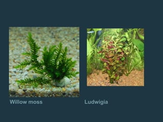 Willow moss Ludwigia
 