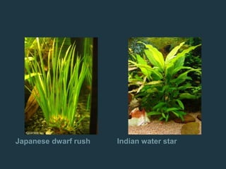 Japanese dwarf rush Indian water star
 