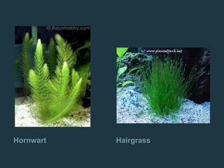 Hornwart Hairgrass
 