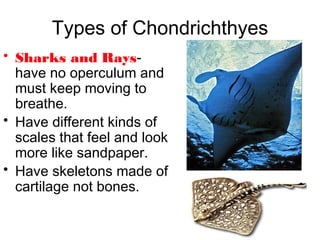 Types of Chondrichthyes
• Sharks and Rays-
have no operculum and
must keep moving to
breathe.
• Have different kinds of
scales that feel and look
more like sandpaper.
• Have skeletons made of
cartilage not bones.
 