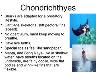 Chondrichthyes
• Sharks are adapted for a predatory
lifestyle.
• Cartilage skeletons, stiff pectoral fins
(speed).
• No operculum, must keep moving to
breathe.
• Have live births.
• Special scales feel like sandpaper.
• Manta, and Sting Rays- live in shallow
water, have mouths located on the
underside, are fairly docile, wide flat
bodies and wing-like fins that are
flexible.
 