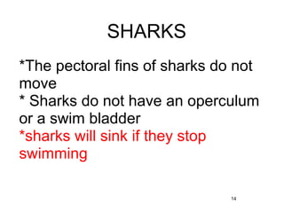 14
SHARKS
*The pectoral fins of sharks do not
move
* Sharks do not have an operculum
or a swim bladder
*sharks will sink if they stop
swimming
 