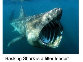 19
Basking Shark is a filter feeder
 