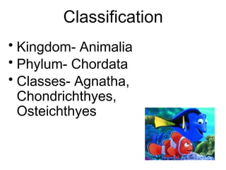 Classification
• Kingdom- Animalia
• Phylum- Chordata
• Classes- Agnatha,
Chondrichthyes,
Osteichthyes
 