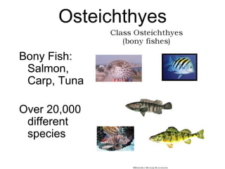 Osteichthyes
Bony Fish:
Salmon,
Carp, Tuna
Over 20,000
different
species
 