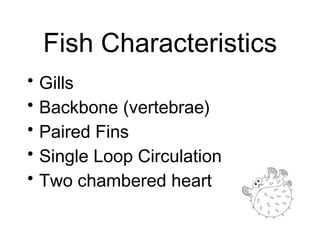 Fish Characteristics
• Gills
• Backbone (vertebrae)
• Paired Fins
• Single Loop Circulation
• Two chambered heart
 