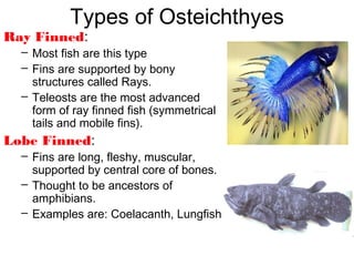 Types of Osteichthyes
Ray Finned:
– Most fish are this type
– Fins are supported by bony
structures called Rays.
– Teleosts are the most advanced
form of ray finned fish (symmetrical
tails and mobile fins).
Lobe Finned:
– Fins are long, fleshy, muscular,
supported by central core of bones.
– Thought to be ancestors of
amphibians.
– Examples are: Coelacanth, Lungfish
 