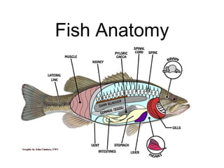 Fish Anatomy
 