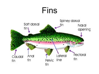 Fins
 