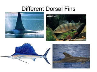 Different Dorsal Fins
 