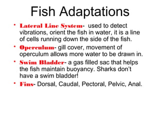 Fish Adaptations
• Lateral Line System- used to detect
vibrations, orient the fish in water, it is a line
of cells running down the side of the fish.
• Operculum- gill cover, movement of
operculum allows more water to be drawn in.
• Swim Bladder- a gas filled sac that helps
the fish maintain buoyancy. Sharks don’t
have a swim bladder!
• Fins- Dorsal, Caudal, Pectoral, Pelvic, Anal.
 