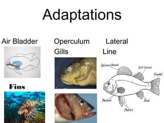Adaptations
Air Bladder Operculum Lateral
Gills Line
Fins
 