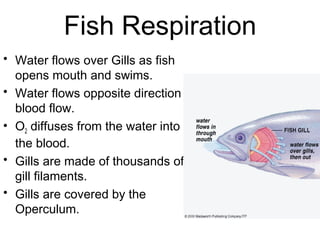 Fish Respiration
• Water flows over Gills as fish
opens mouth and swims.
• Water flows opposite direction of
blood flow.
• O2 diffuses from the water into
the blood.
• Gills are made of thousands of
gill filaments.
• Gills are covered by the
Operculum.
 