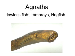 Agnatha
Jawless fish: Lampreys, Hagfish
 
