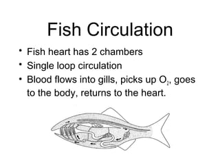 Fish Circulation
• Fish heart has 2 chambers
• Single loop circulation
• Blood flows into gills, picks up O2, goes
to the body, returns to the heart.
 