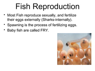 Fish Reproduction
• Most Fish reproduce sexually, and fertilize
their eggs externally (Sharks-internally).
• Spawning is the process of fertilizing eggs.
• Baby fish are called FRY.
 