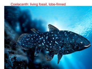 32
Coelacanth: living fossil, lobe-finned
 