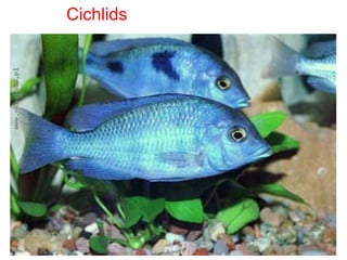 33
Cichlids
 