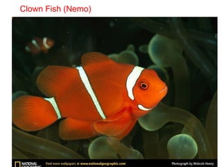 34
Clown Fish (Nemo)
 