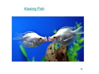 35
Kissing Fish
 