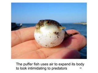 40
The puffer fish uses air to expand its body
to look intimidating to predators
 