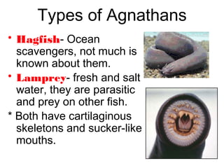 Types of Agnathans
• Hagfish- Ocean
scavengers, not much is
known about them.
• Lamprey- fresh and salt
water, they are parasitic
and prey on other fish.
* Both have cartilaginous
skeletons and sucker-like
mouths.
 